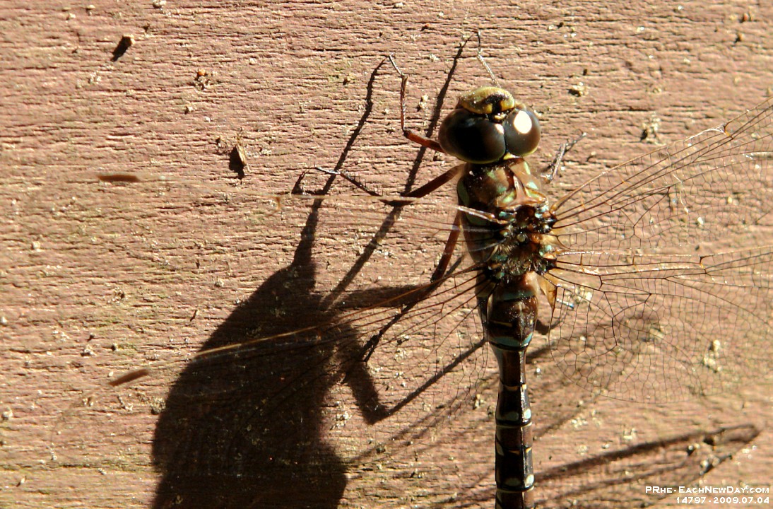 14797CrLeSh - Dragonfly sunning on the cottage